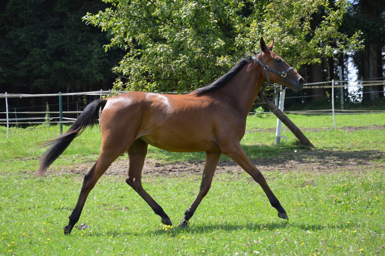 Stute Emissarka – geb. 01. Juni 2012