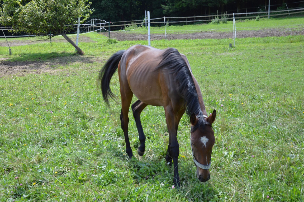 Stute Eskada – Aufnahme 1