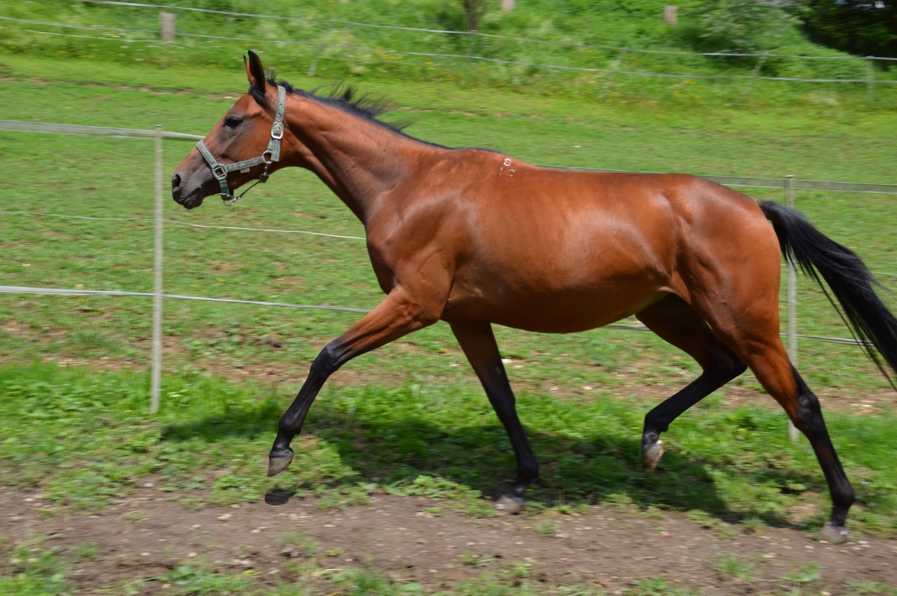 Stute Rebrana – geb. 02. April 2012