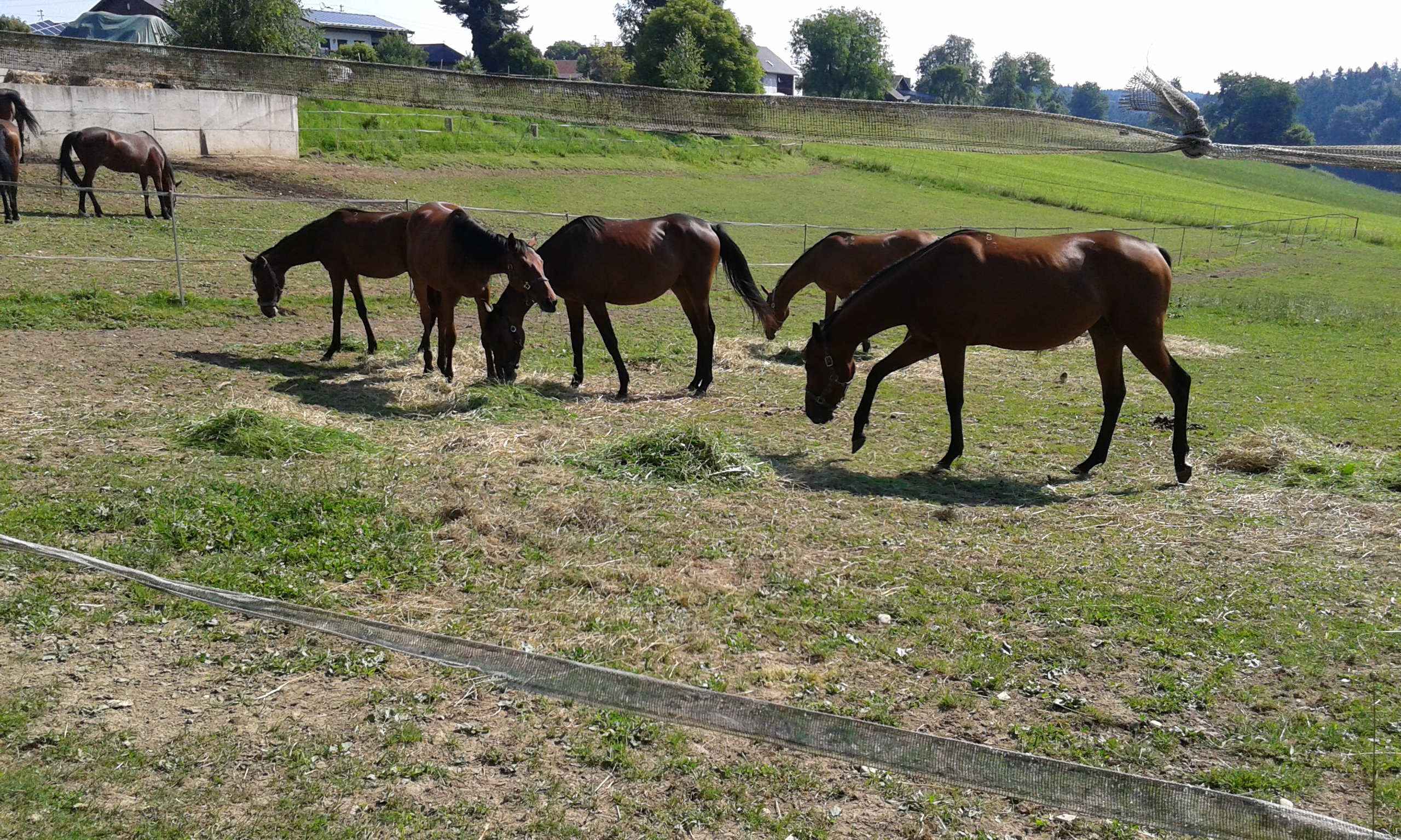 Reitanlage / Außenboxen